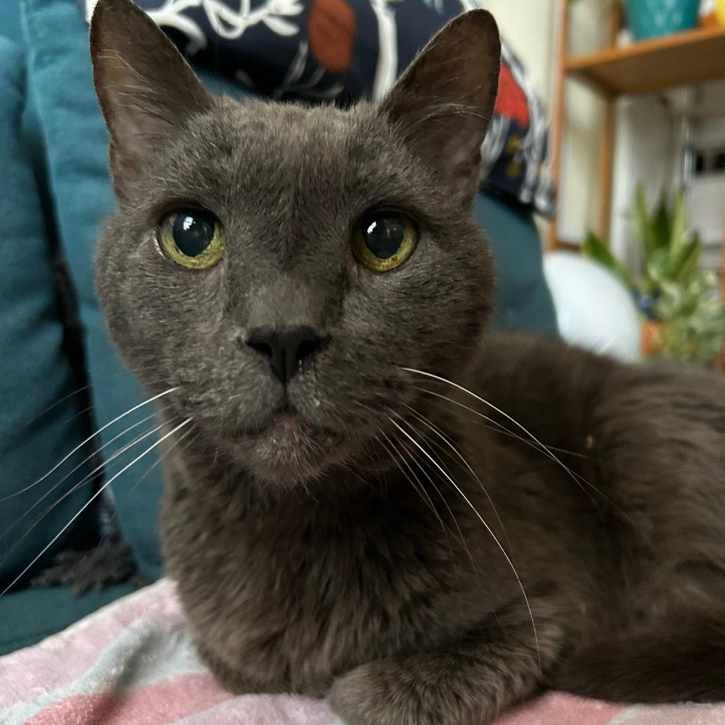 Gandalf