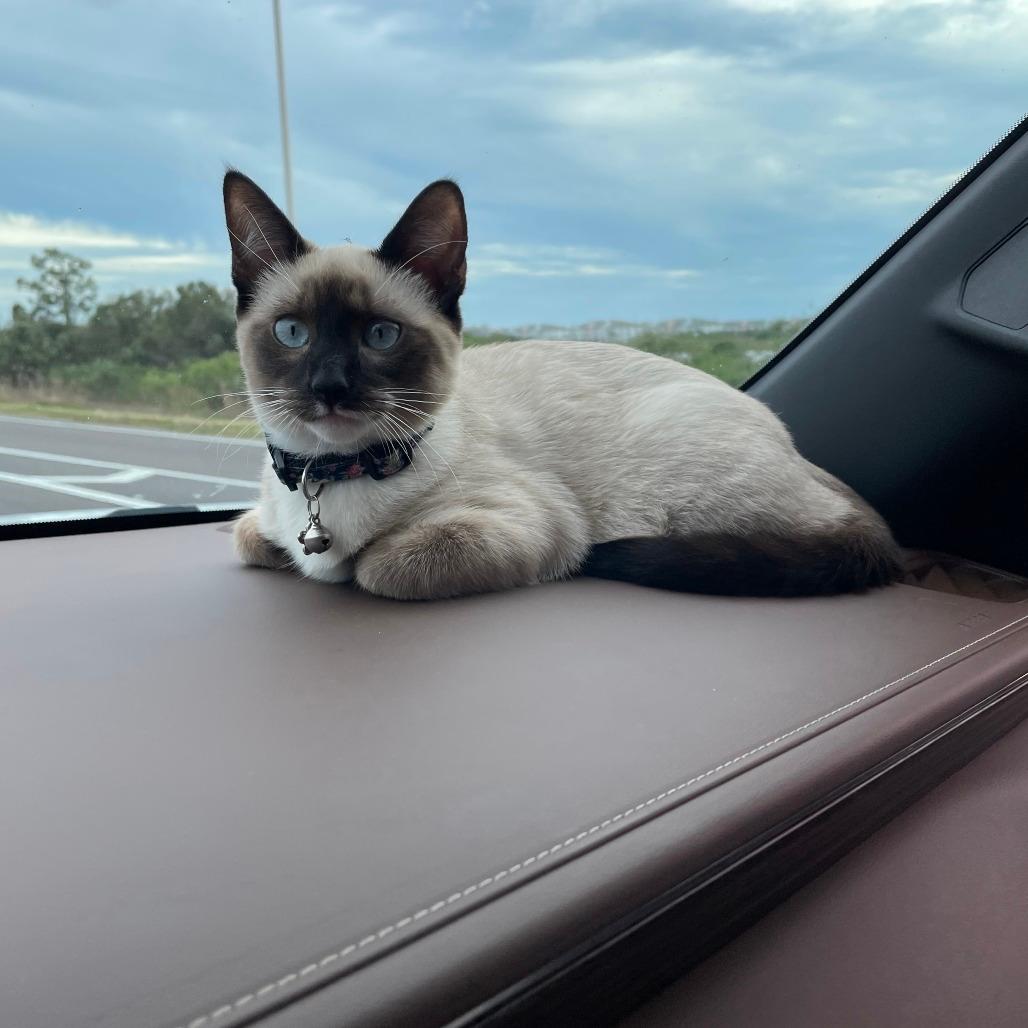 Cocoa