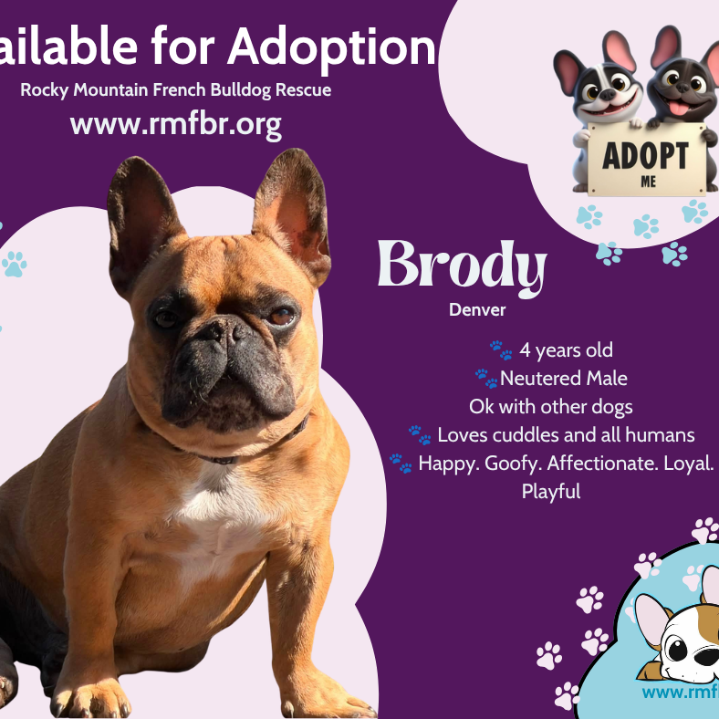 Brody
