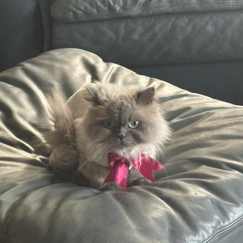 Mochi