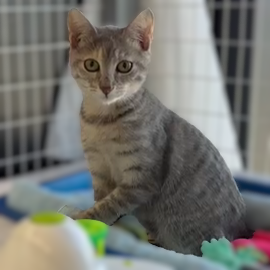 Flurry