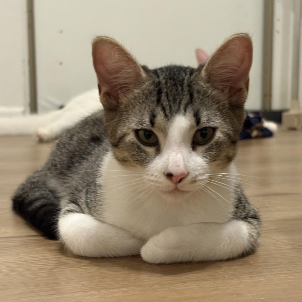 Leo