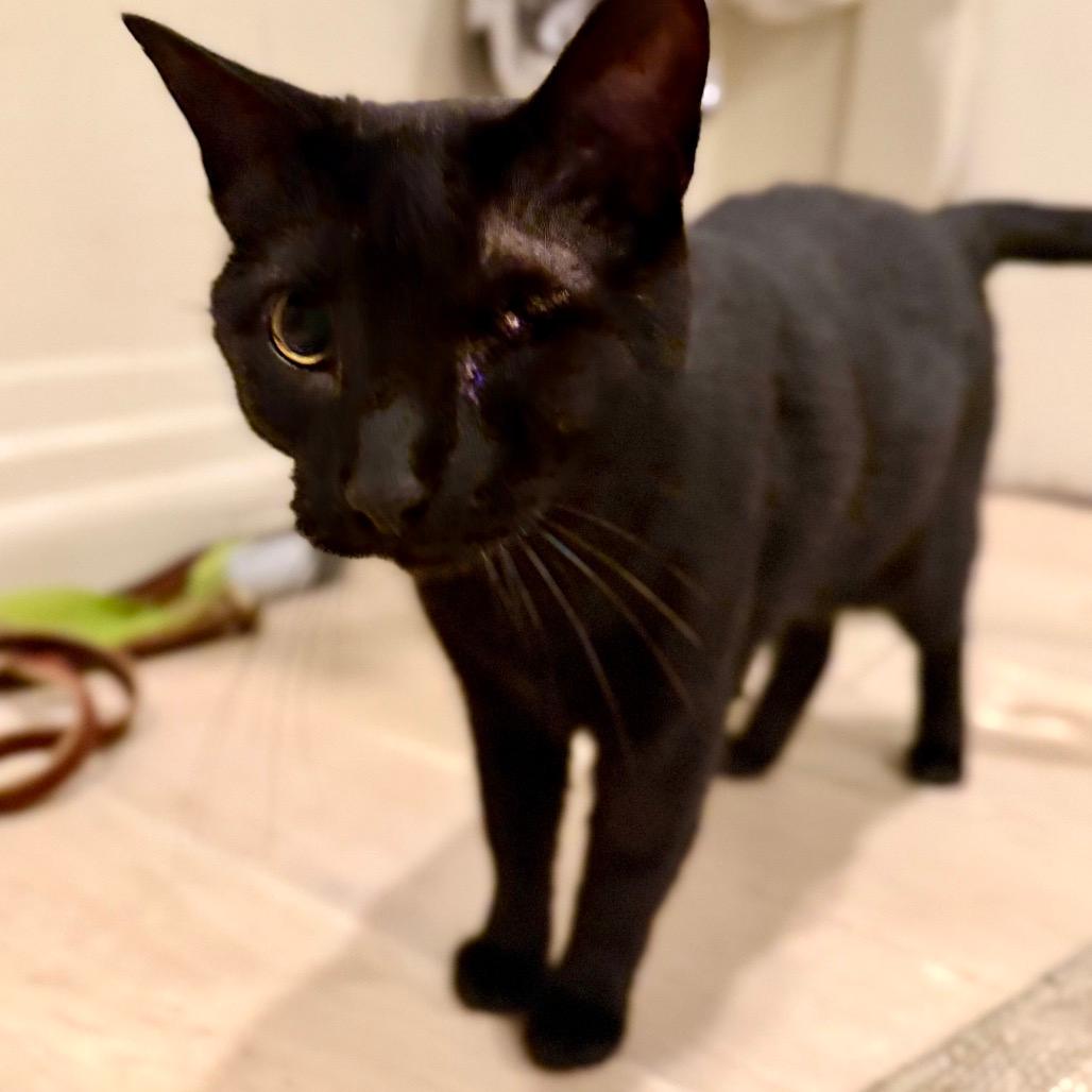 Nova