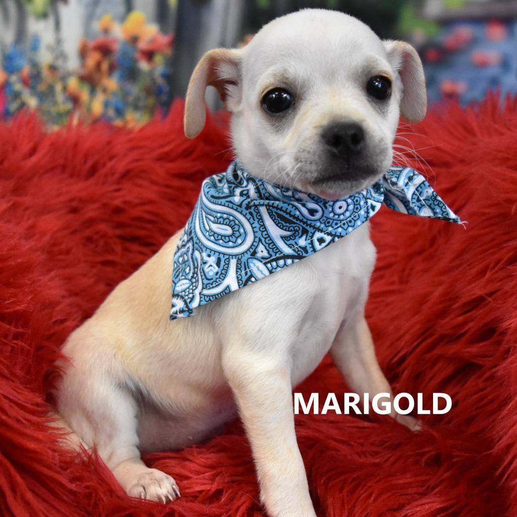 Marigold