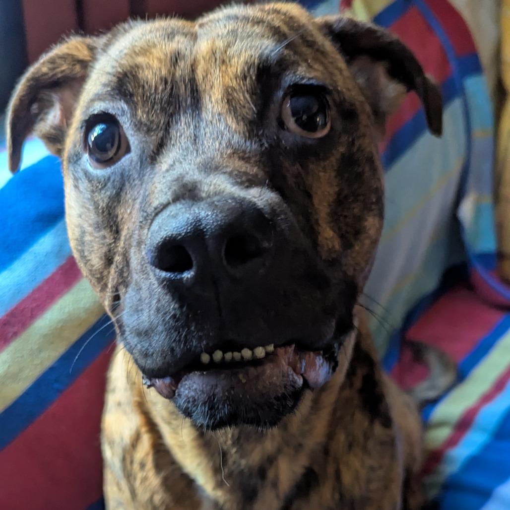 Rolo