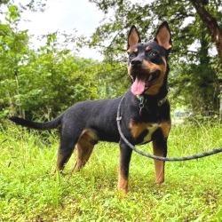 Scout