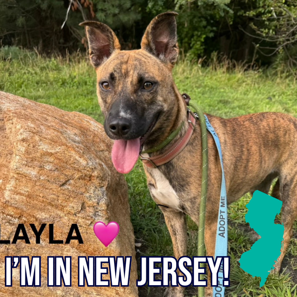 Layla