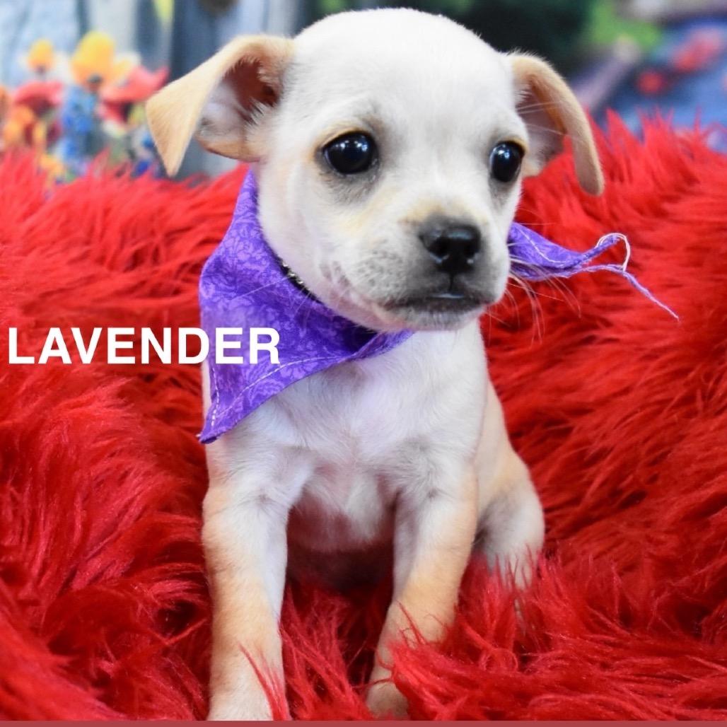 Lavender 