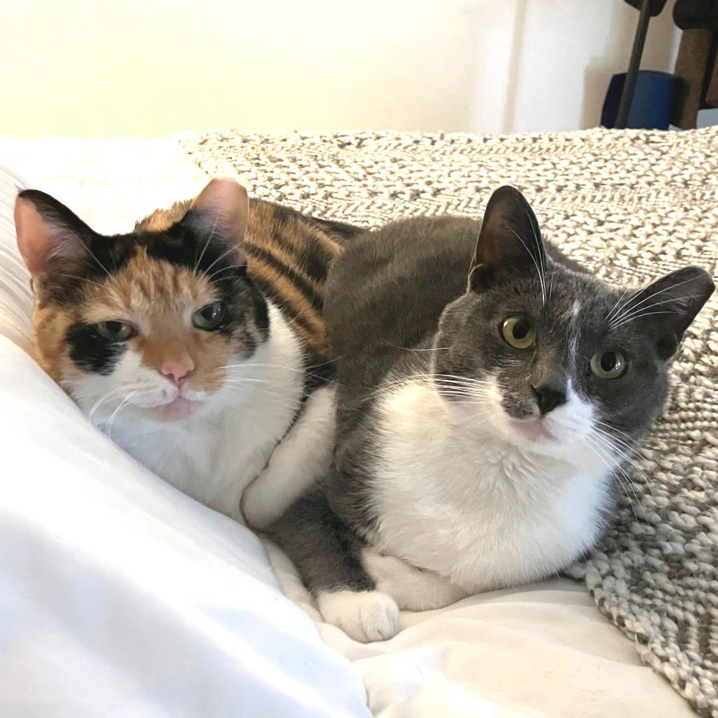 Allie (Bonded with Pickles)