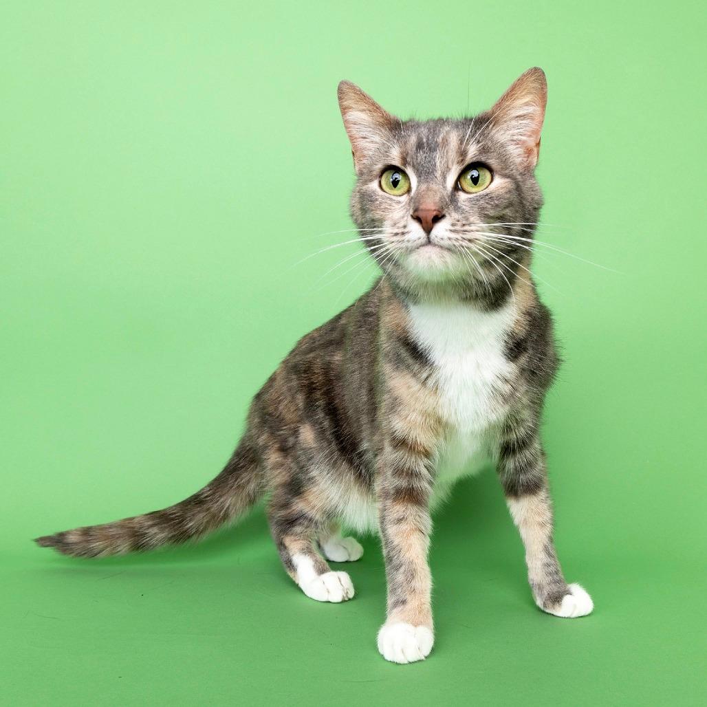 Gati