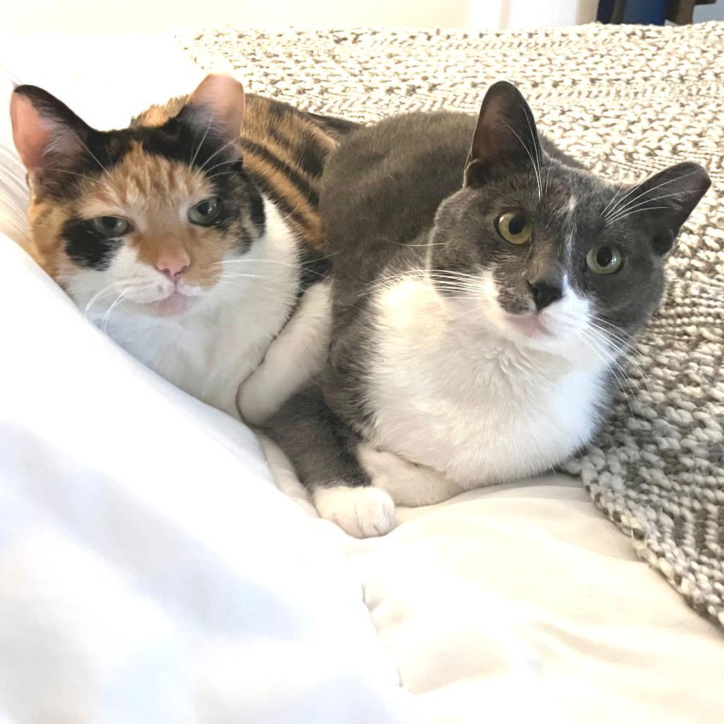 Pickles (bonded with Allie)