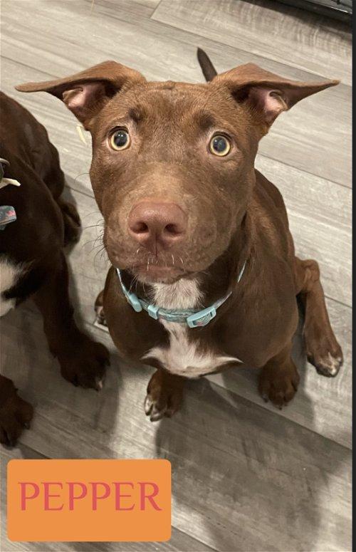 Chocolate Lab Red Nose Pitbull Mix