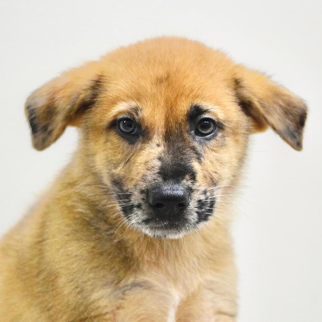 Hamm (puppy) - ECAS