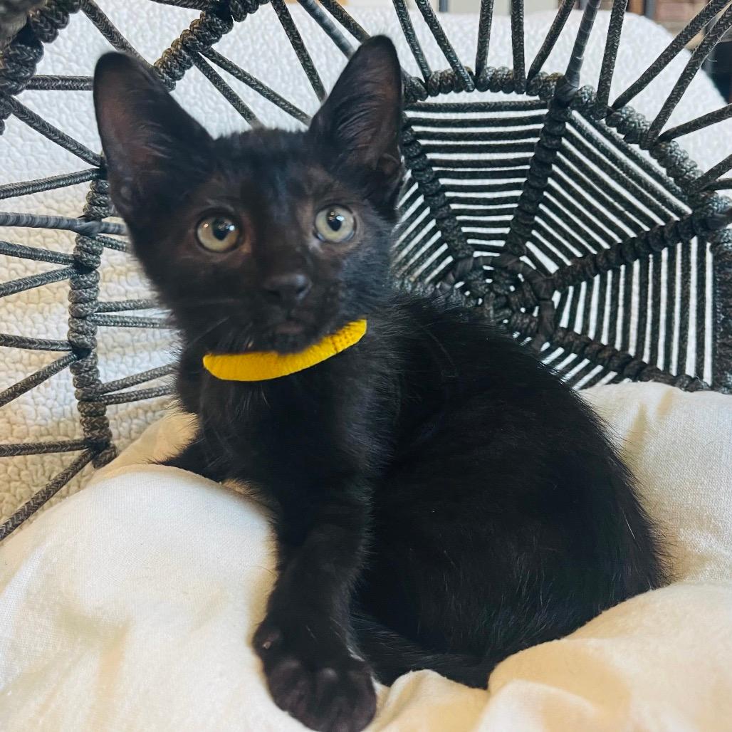 Tizzy (Yellow Collar)