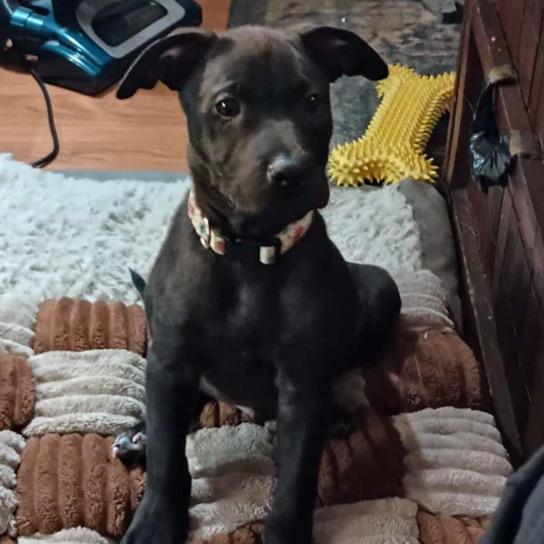 Rolo