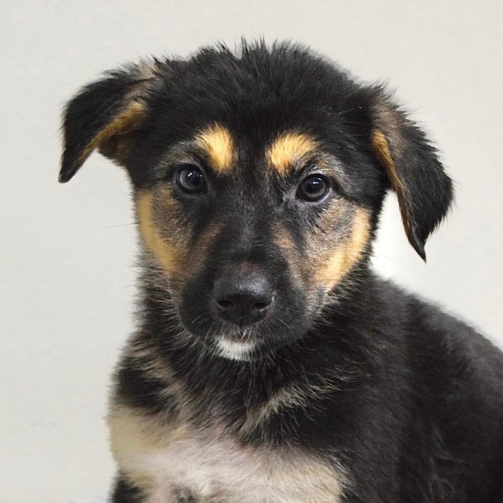 Jessie (puppy) - ECAS