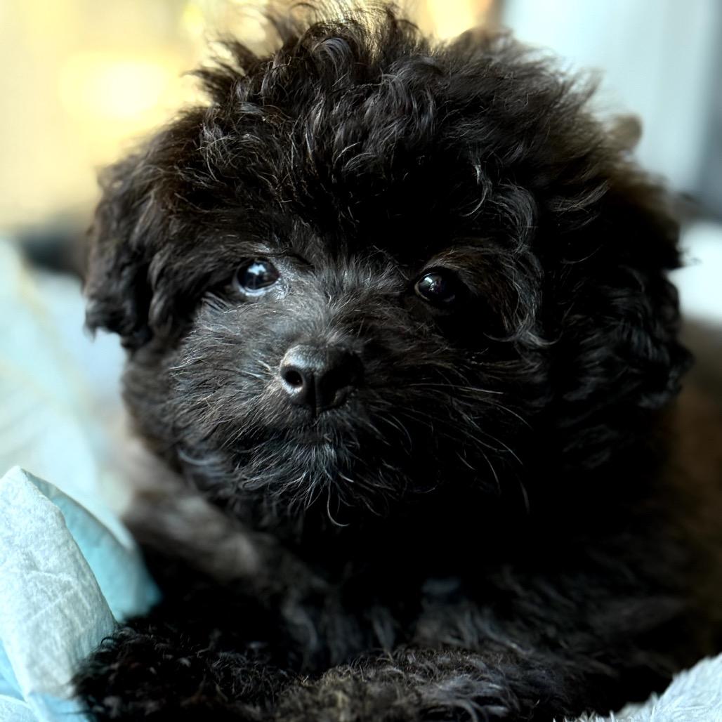 Atticus