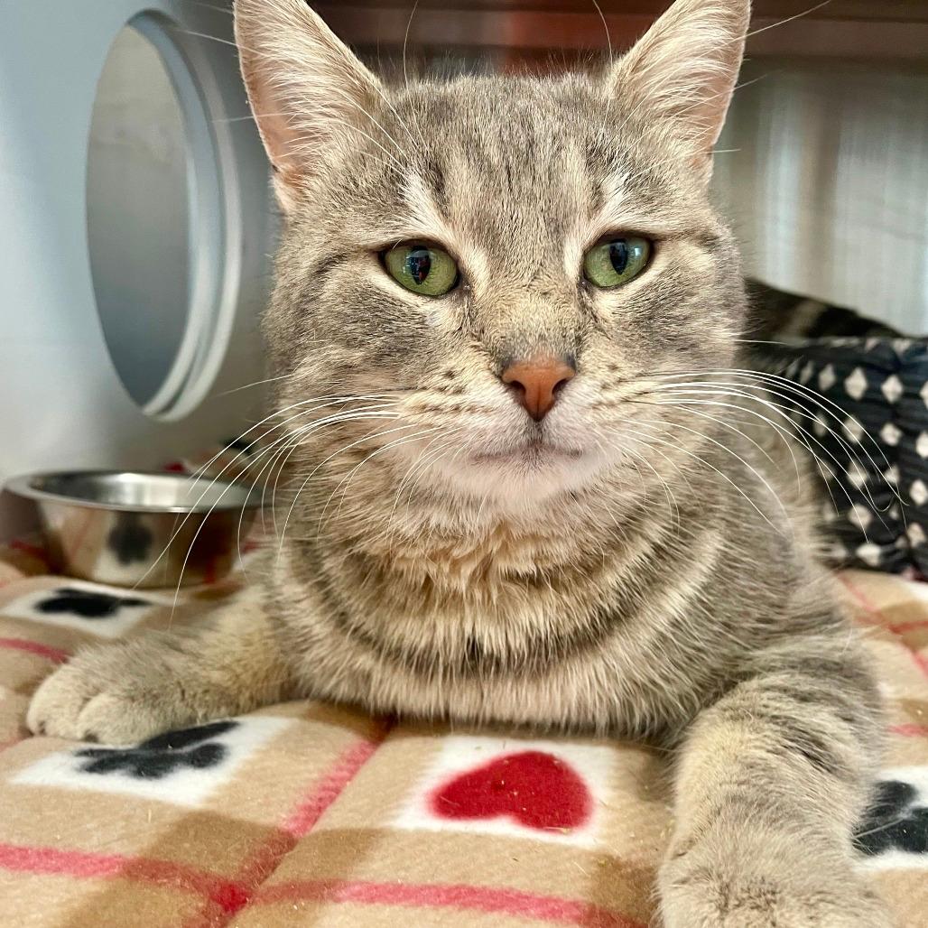 Simon