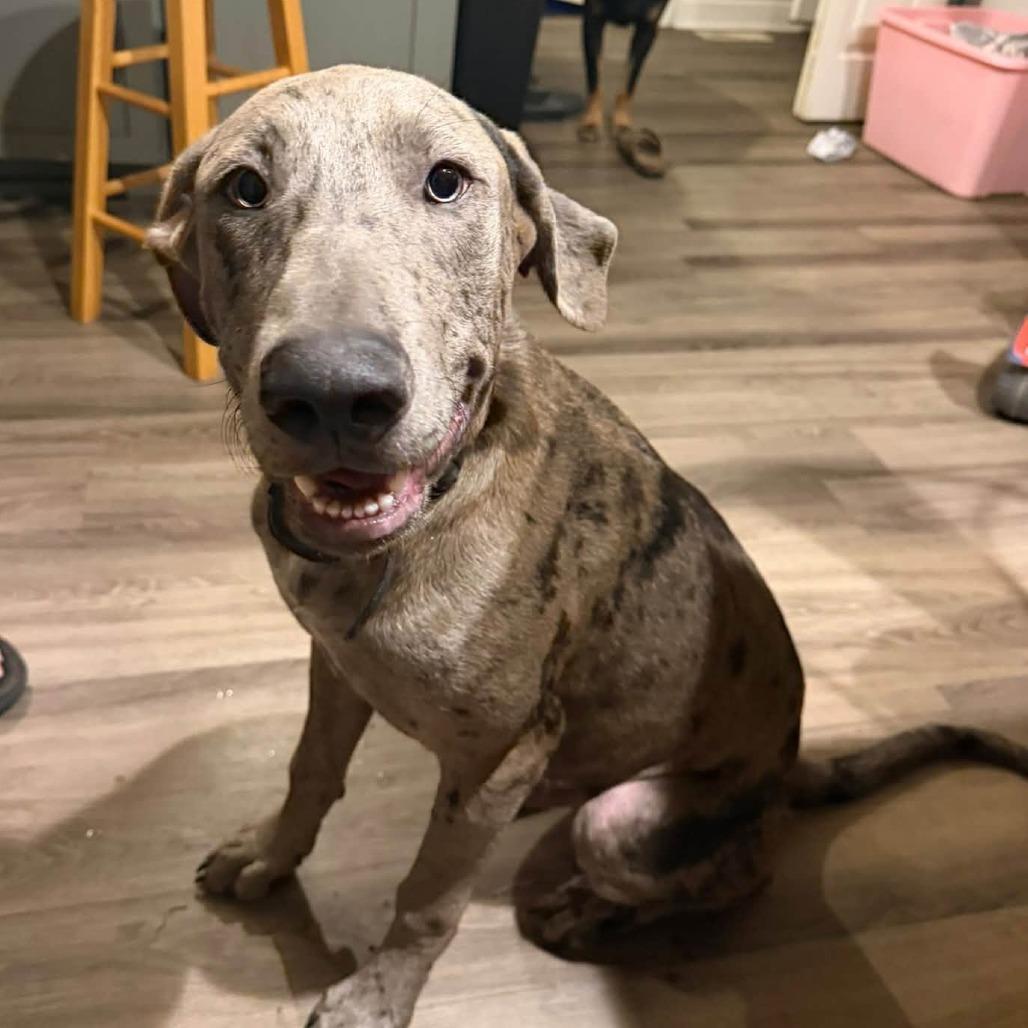 Biscuit