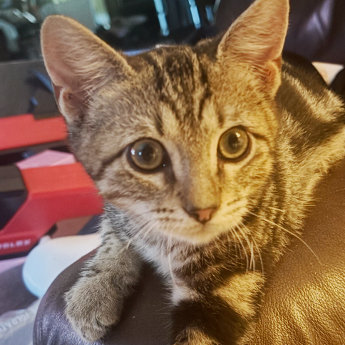Abu