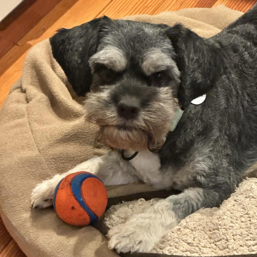 Arnold Schnauzer 