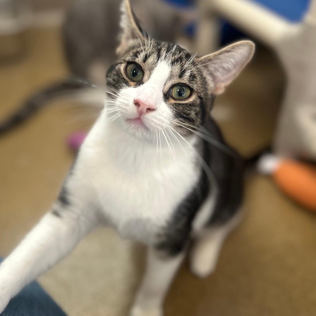 Barthalo-meow