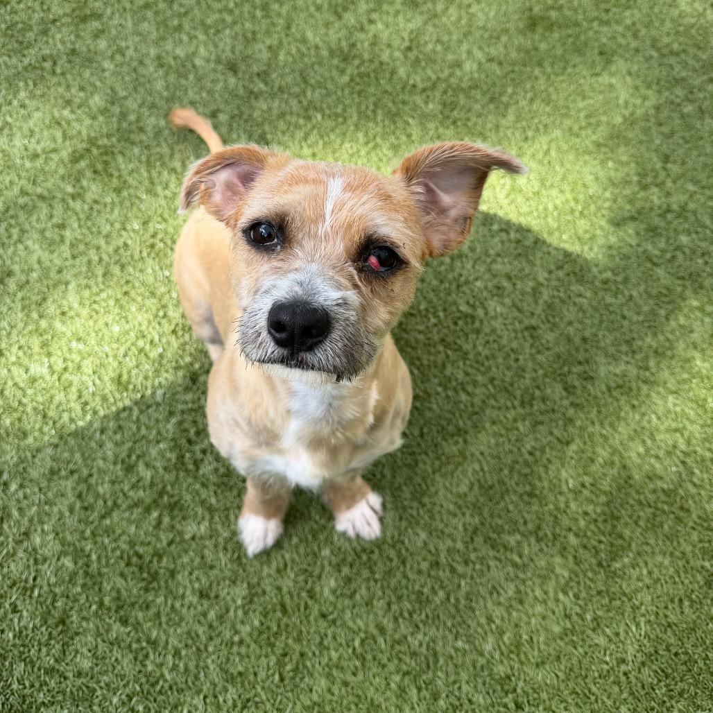 LuLu