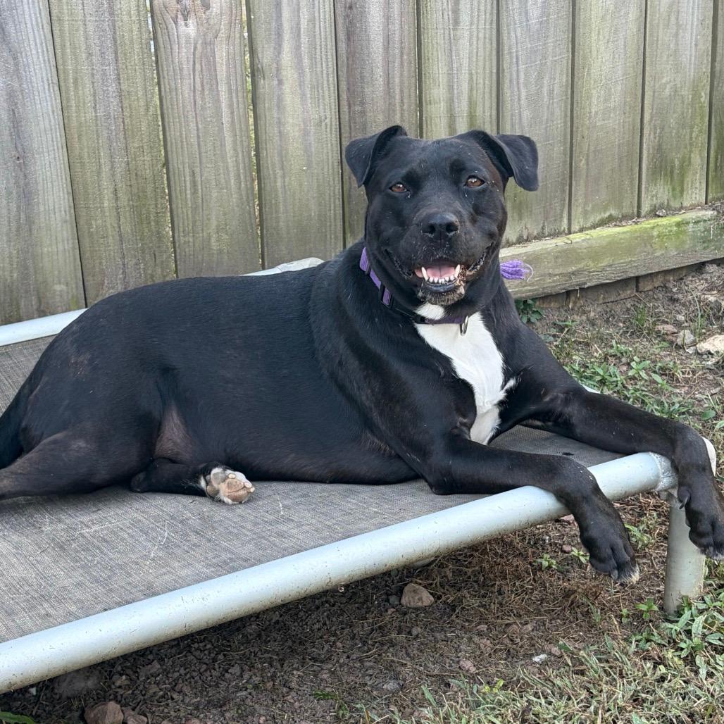Gilly (Adoption Fee SPONSORED!)