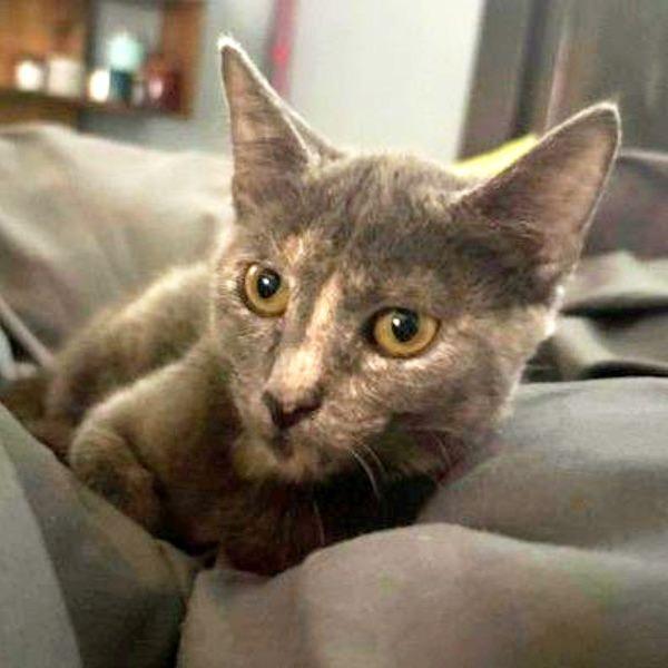 Tillie