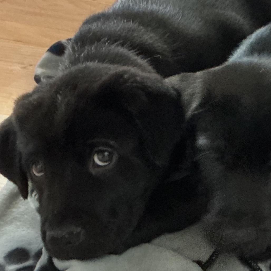 Eira Maple Pup