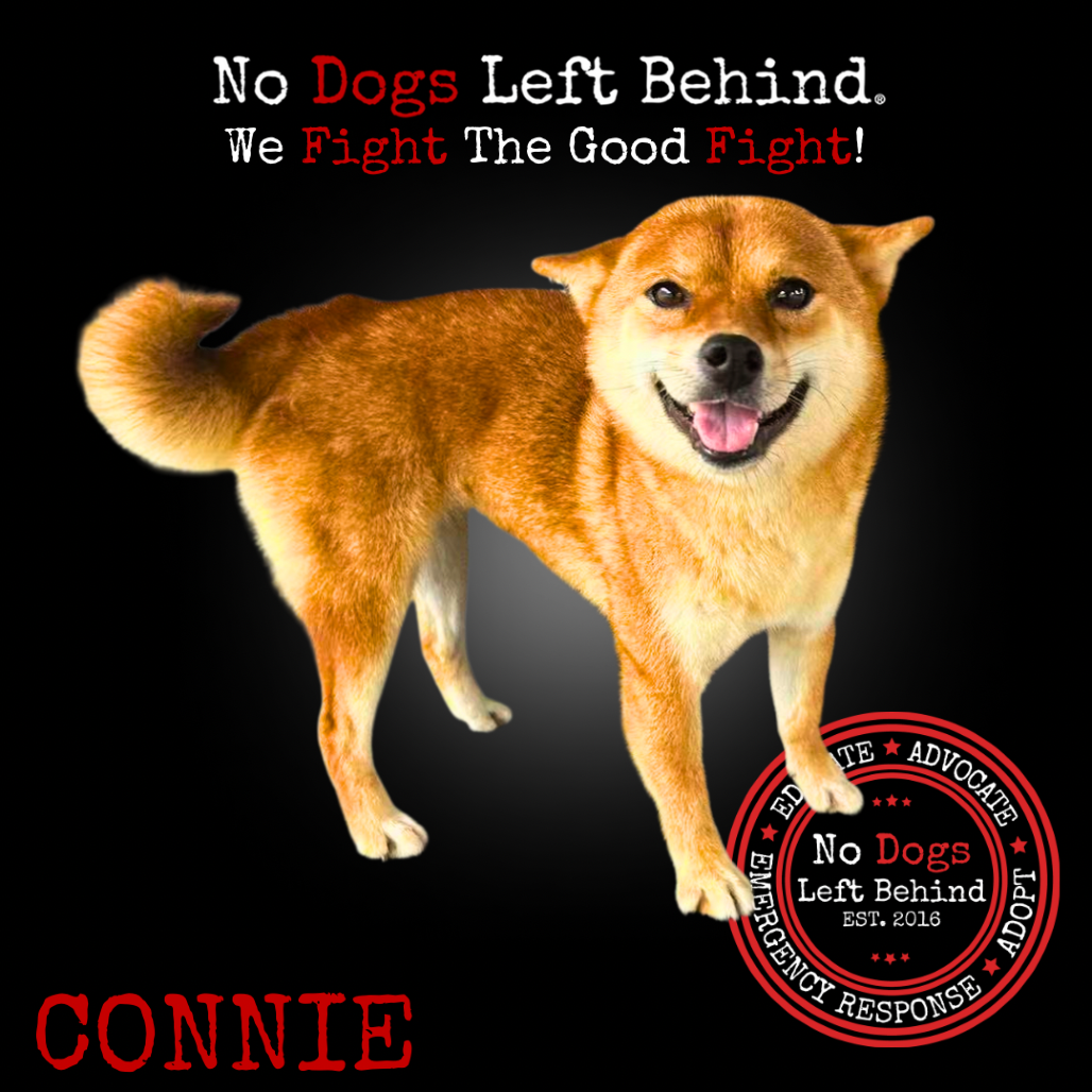 Connie 4062