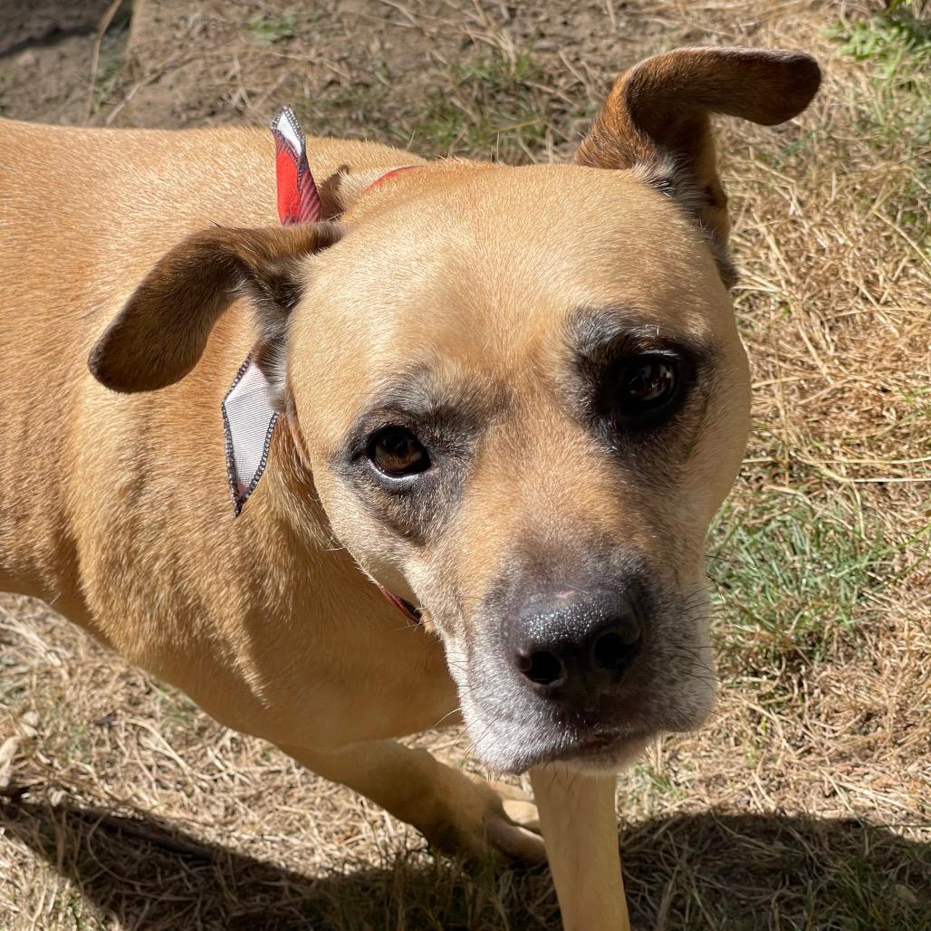 LEO-BAILEY (I’m sponsored. Reduced adoption fee)