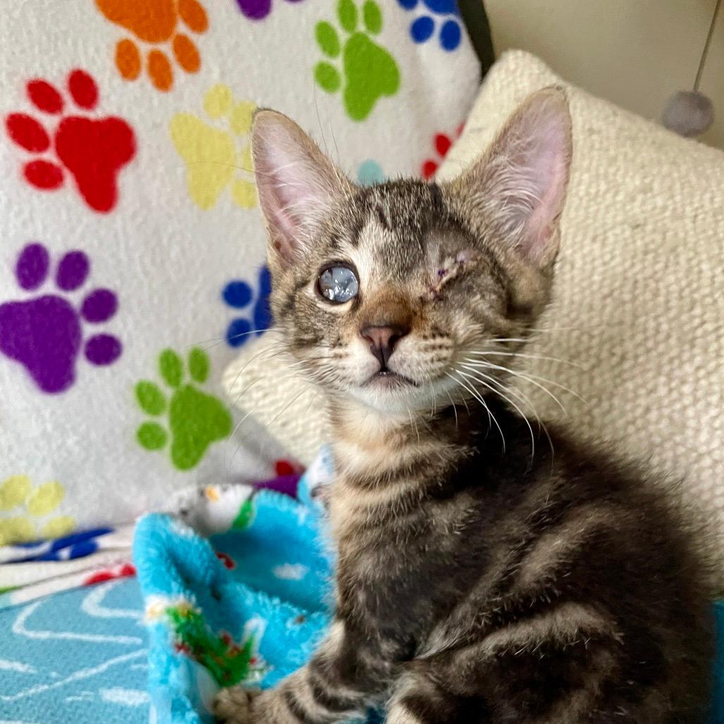 Arlo
