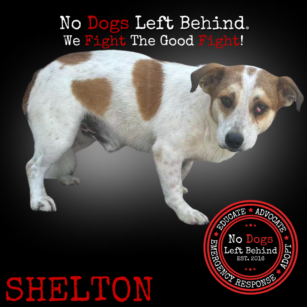Shelton 4091