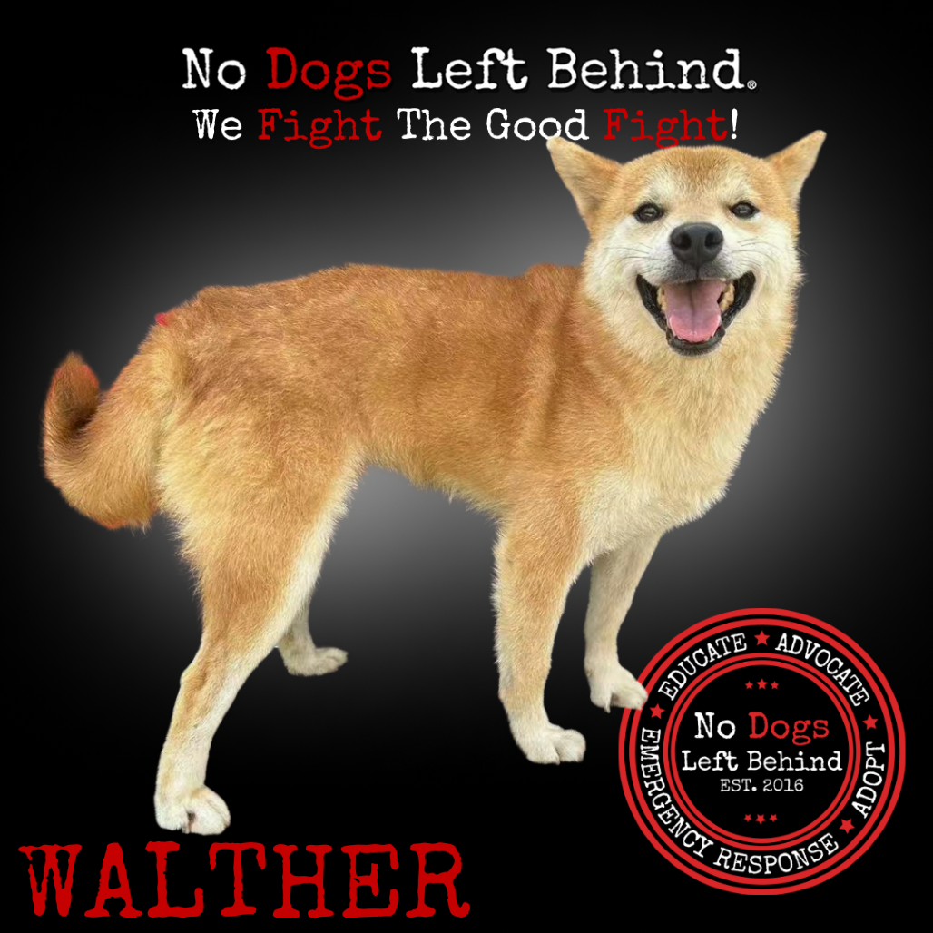 Walther 3991
