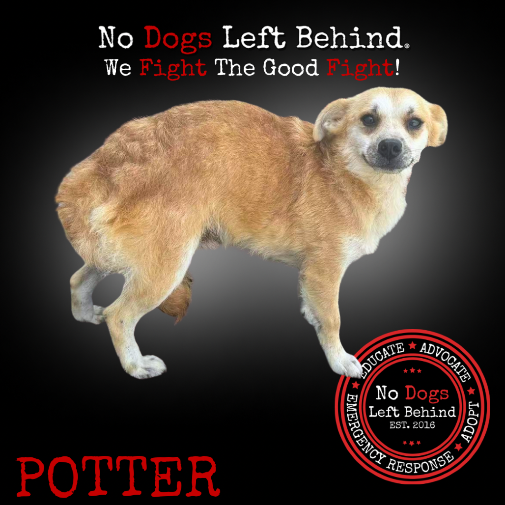 Potter 4142