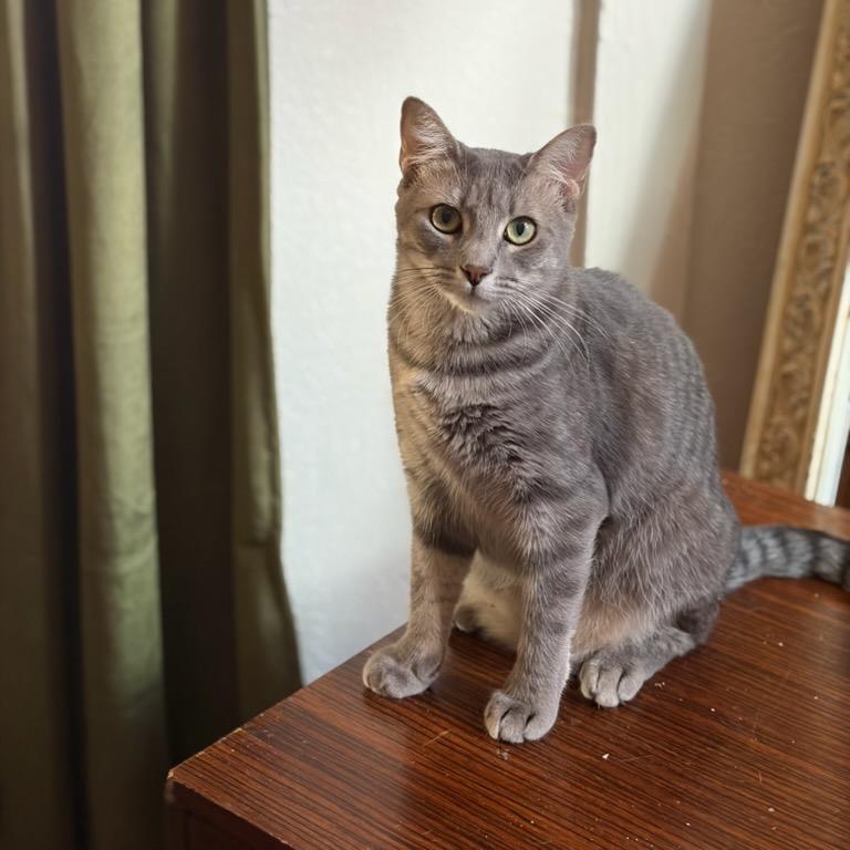 Willow