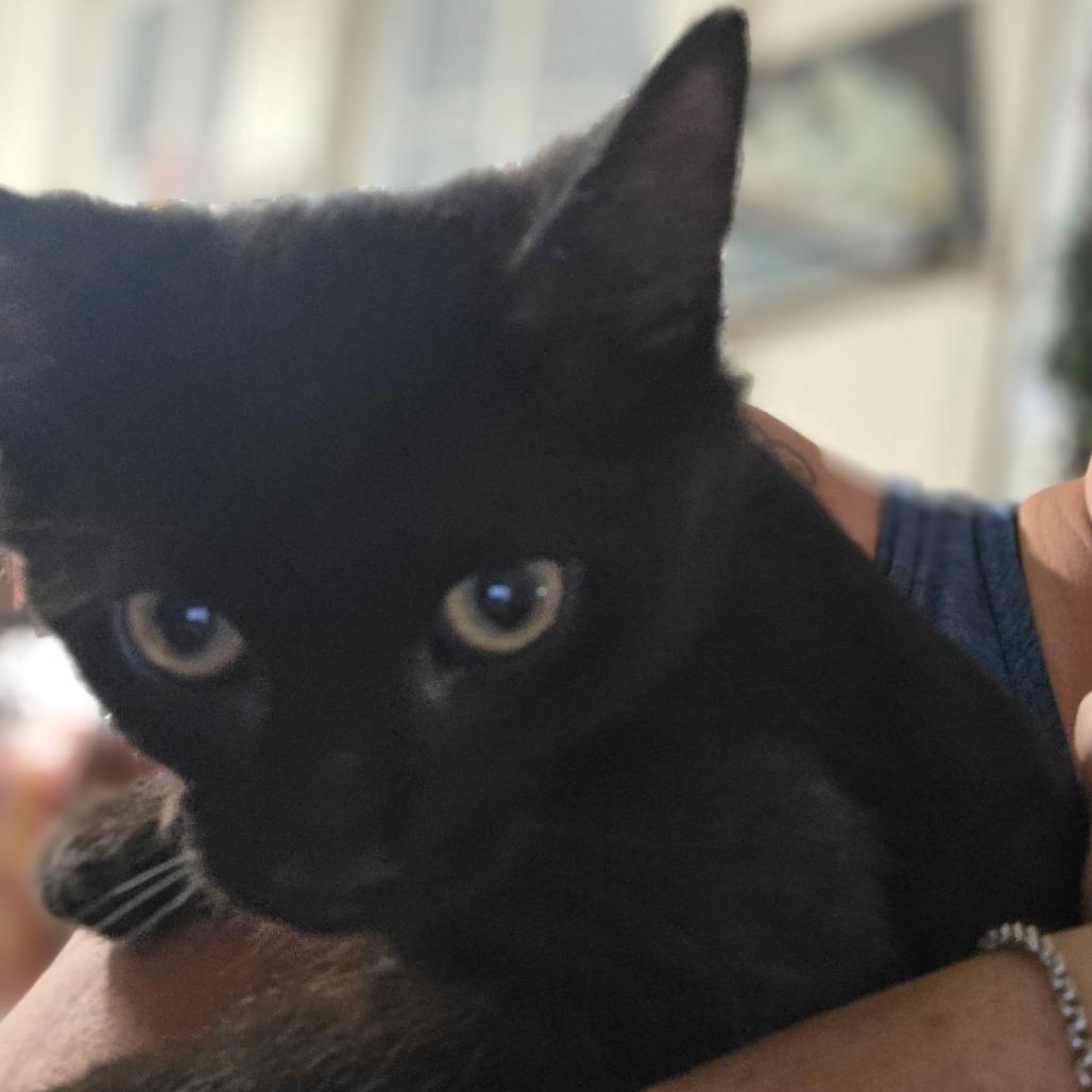 Toothless