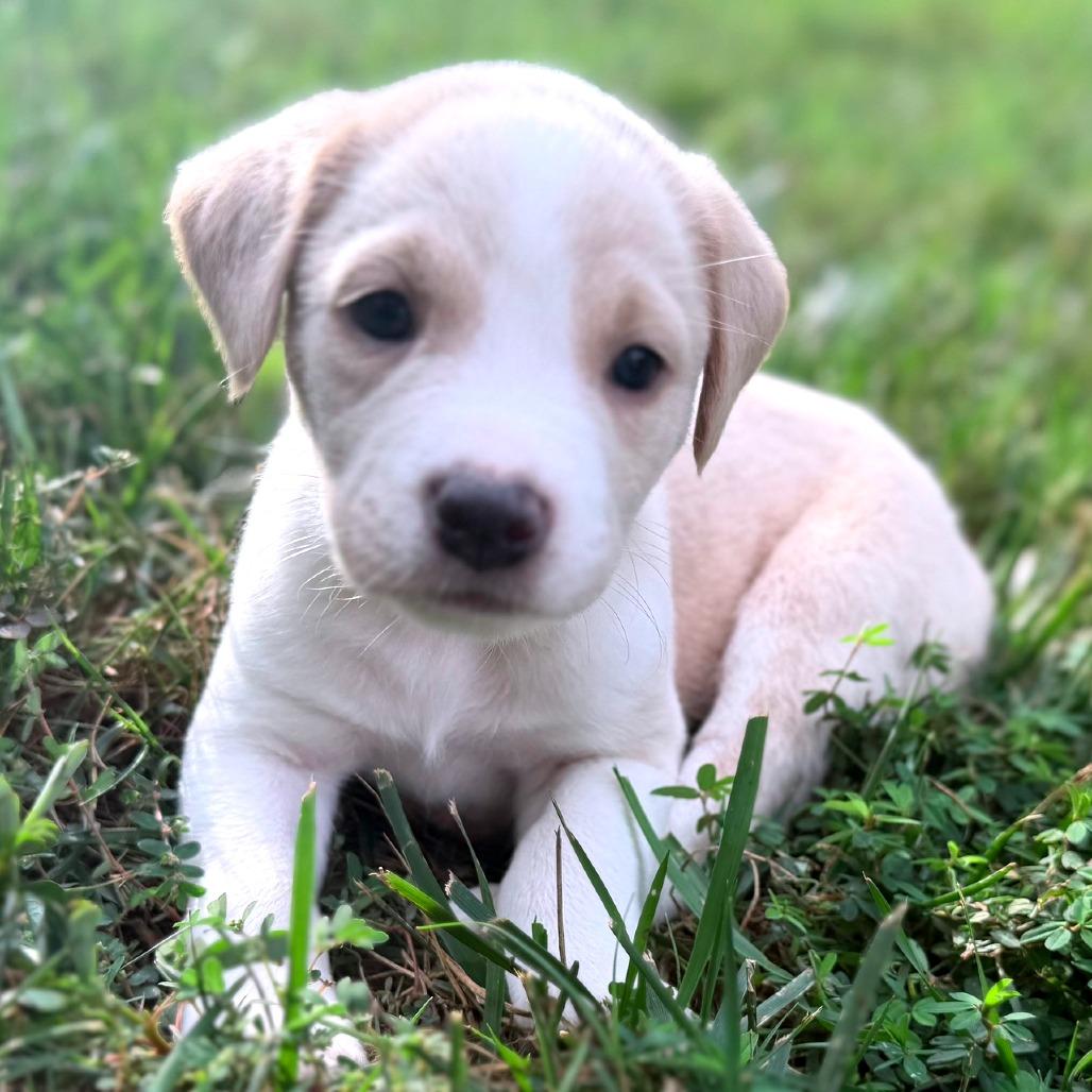 Quinn Stray