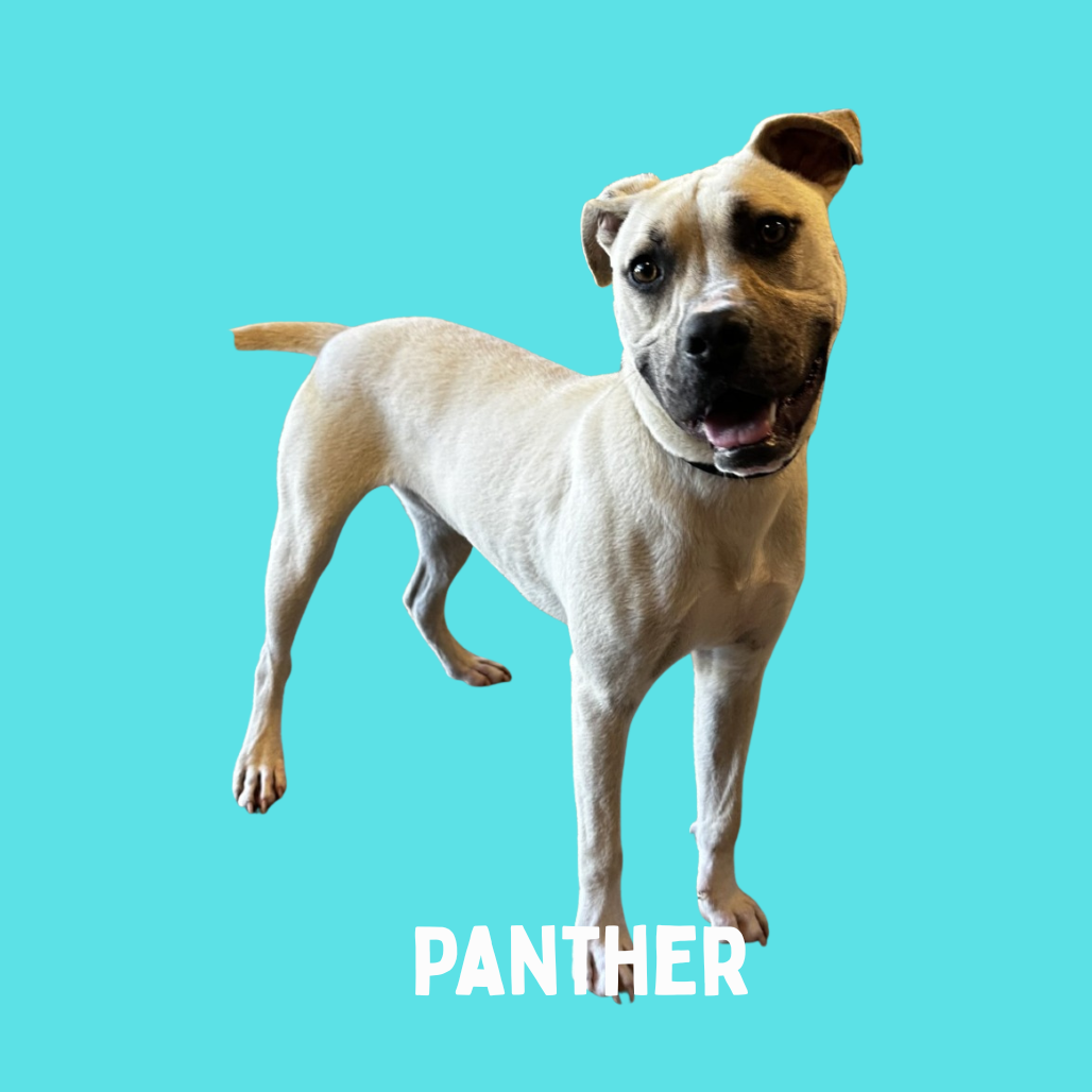Panther