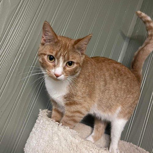 Adoptable Cats & Kittens in Kalamazoo, MI