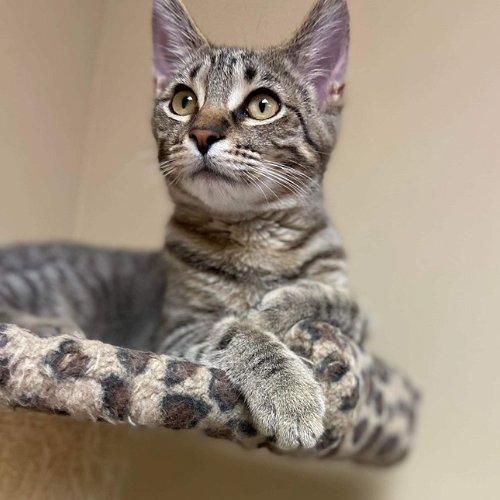 Adoptable Cats & Kittens in Kalamazoo, MI