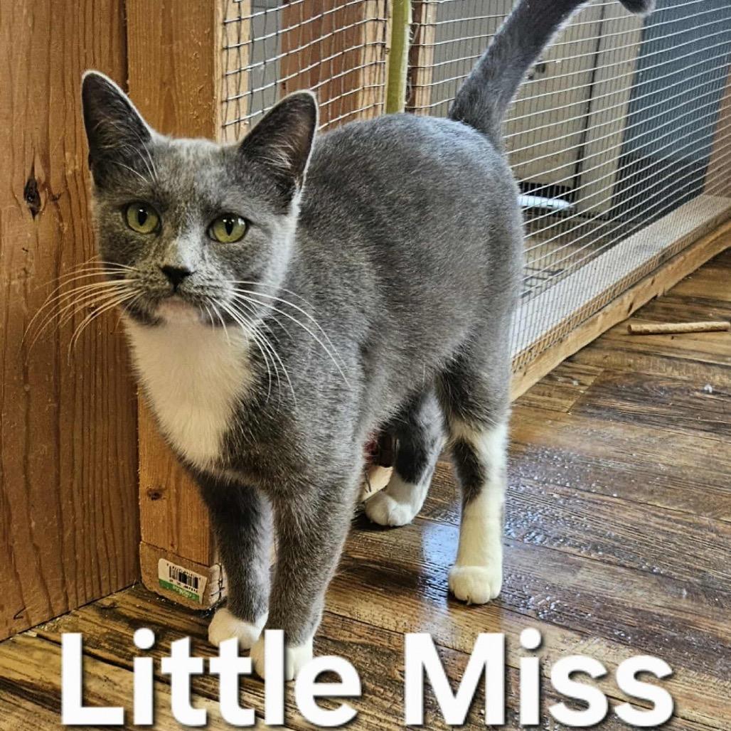 Little Miss