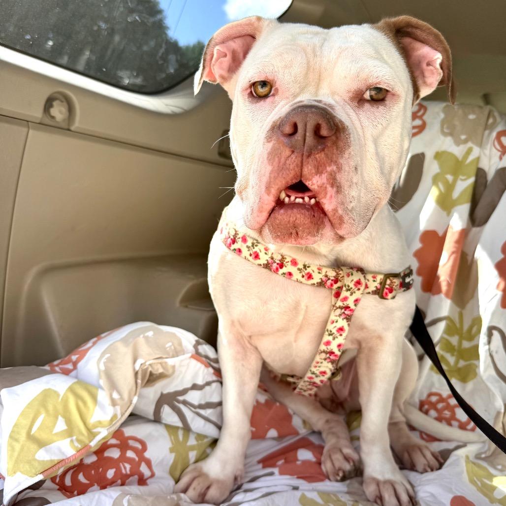 Darla
