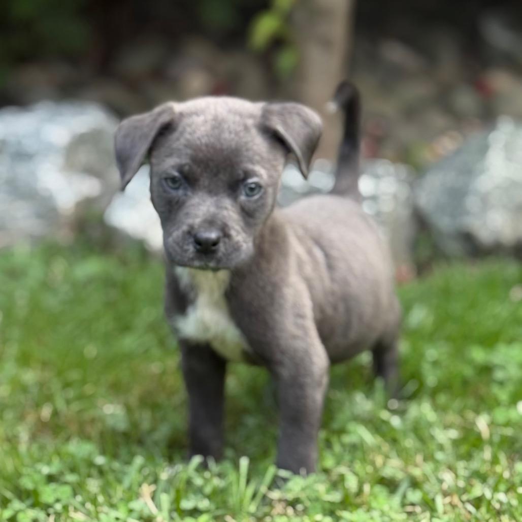 NY Silvie (Foster in Yorktown)