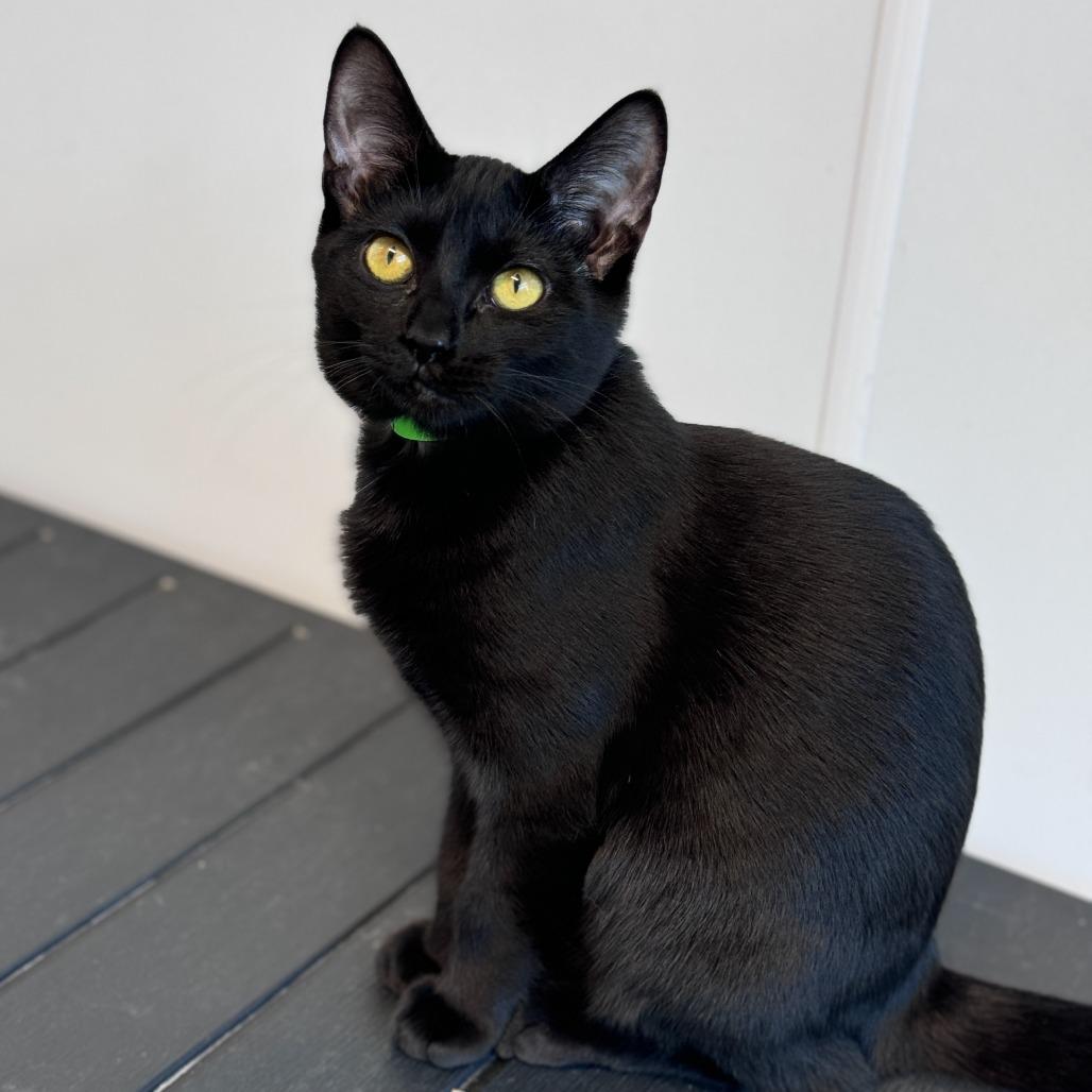 Ebony