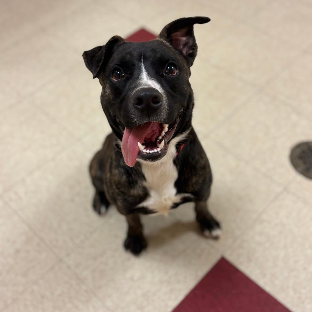 Enzo (Tex)