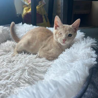 Nala