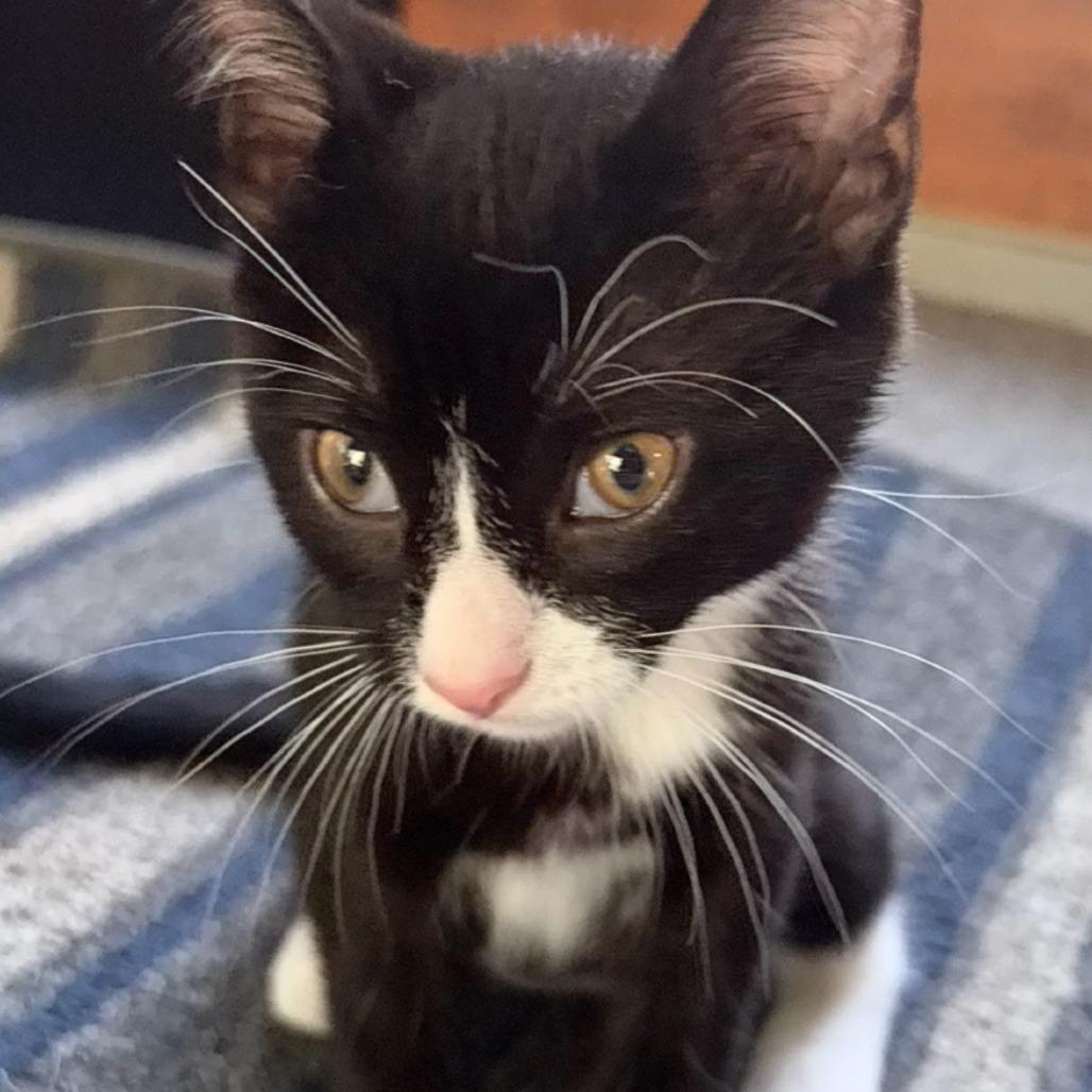 Meela