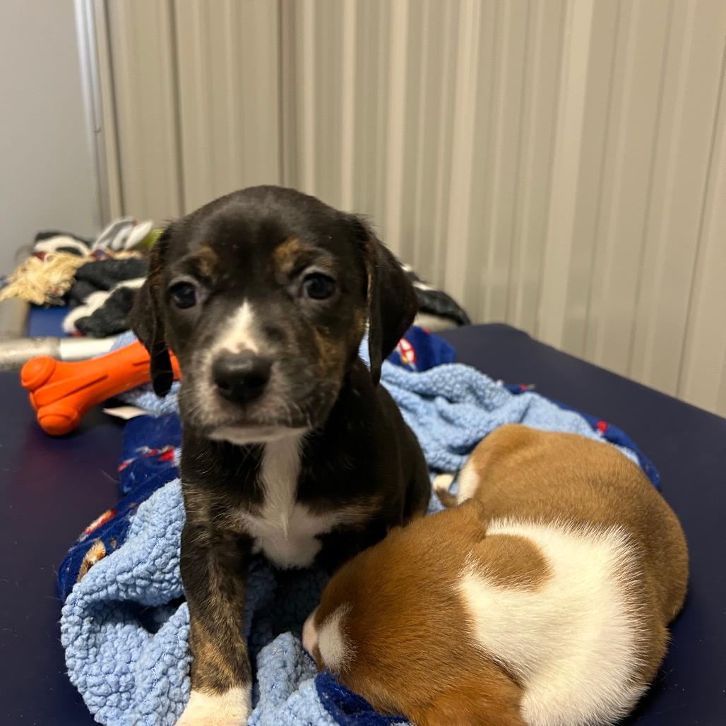 Pup 7
